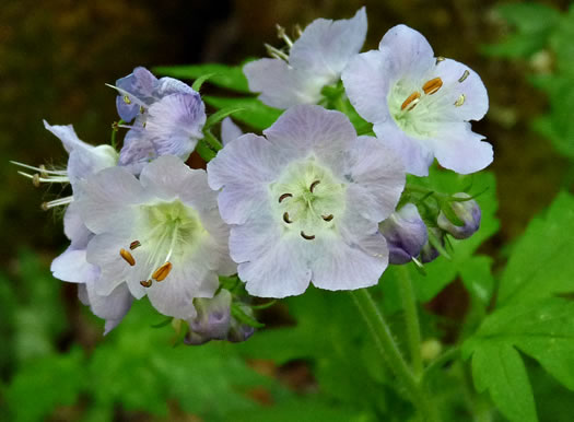 image of Phacelia bipinnatifida, Fernleaf Phacelia, Purple Phacelia, Forest Phacelia