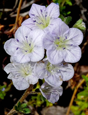 image of Phacelia dubia var. dubia, Appalachian Phacelia, Smallflower Phacelia, Small-flowered Scorpion Weed