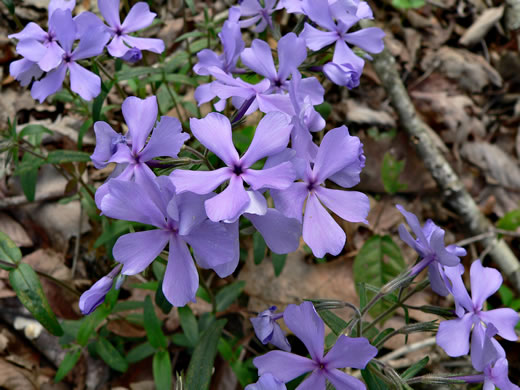 image of Phlox divaricata var. divaricata, Eastern Blue Phlox, Timber Phlox, Blue Woodland Phlox, Wild Blue Phlox