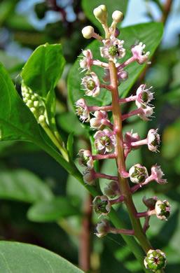 image of Phytolacca rigida, Maritime Pokeweed