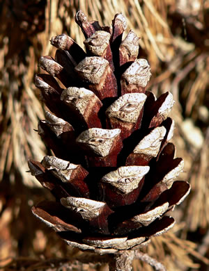 image of Pinus glabra, Spruce Pine, Walter's Pine