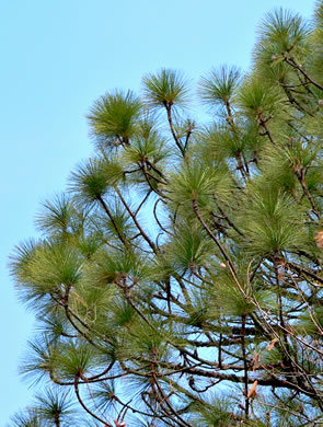 image of Pinus palustris, Longleaf Pine, Southern Pine