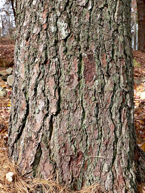 image of Pinus strobus, Eastern White Pine