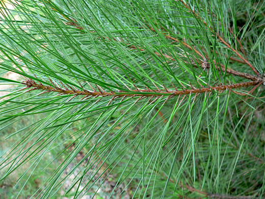 image of Pinus taeda, Loblolly Pine, Old Field Pine