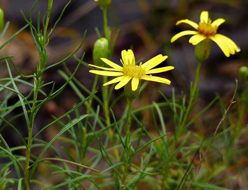 image of Pityopsis pinifolia, Sandhill Goldenaster, Taylor County Goldenaster, Taylor County Silkgrass