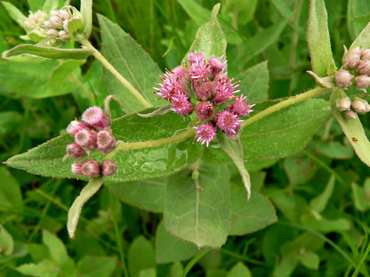 image of Pluchea baccharis, Rosy Camphorweed, Rose Fleabane, Savanna Fleabane, Marsh Fleabane