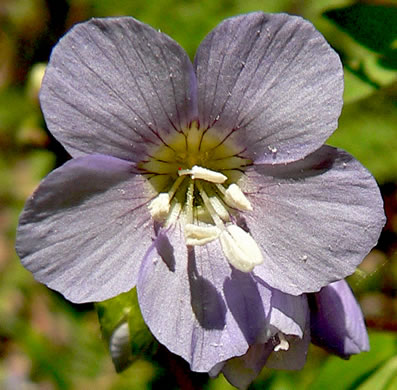 image of Polemonium reptans var. reptans, Spreading Jacob's-ladder, Creeping Jacob's-ladder, Greek Valerian