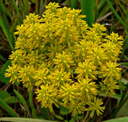 image of Polygala cymosa, Tall Pinebarren Milkwort