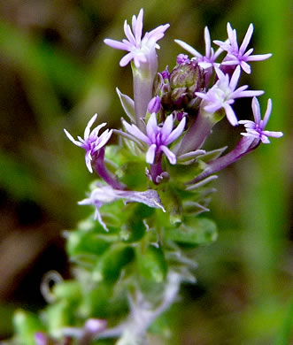 image of Polygala incarnata, Pink Milkwort, Procession-flower