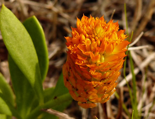 image of Polygala lutea, Orange Milkwort, Red-hot-poker, Candyroot, Yellow Bachelor's-buttons