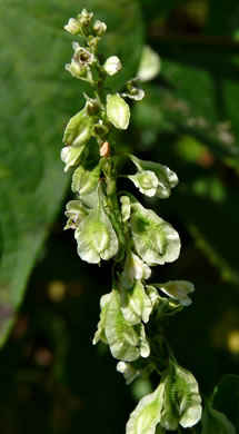 image of Fallopia scandens, Common Climbing Buckwheat