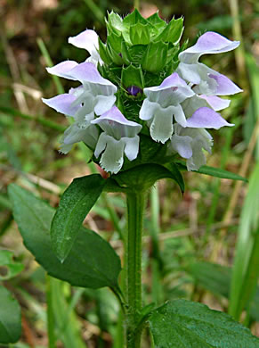 image of Prunella vulgaris var. vulgaris, Eurasian Self-heal, Eurasian Heal-all