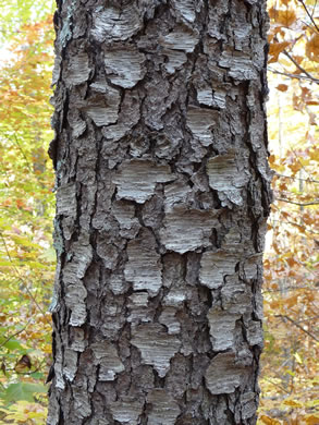 image of Prunus serotina var. serotina, Black Cherry, Eastern Wild Black Cherry, Bird Cherry