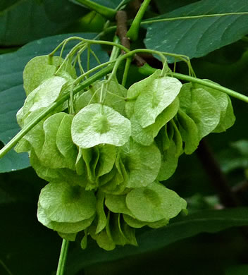 image of Ptelea trifoliata, Wafer-ash, Hoptree