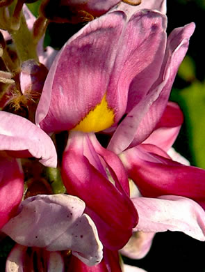 image of Pueraria montana var. lobata, Kudzu, Foot-a-Day