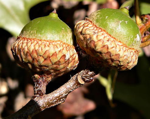 image of Quercus coccinea, Scarlet Oak