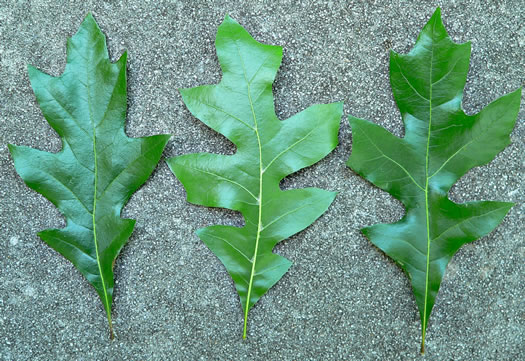 image of Quercus georgiana, Georgia Oak