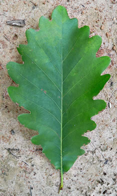 image of Quercus michauxii, Swamp Chestnut Oak, Basket Oak