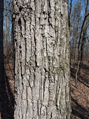 image of Quercus montana, Rock Chestnut Oak, Mountain Oak, Tanbark Oak