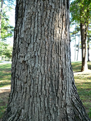 image of Quercus muehlenbergii, Chinquapin Oak, Yellow Chestnut Oak, Yellow Oak