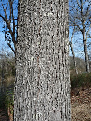 image of Quercus pagoda, Cherrybark Oak, Swamp Spanish Oak