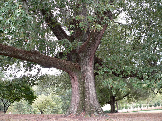 image of Quercus pagoda, Cherrybark Oak, Swamp Spanish Oak