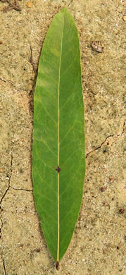 image of Quercus phellos, Willow Oak, "Pin Oak"