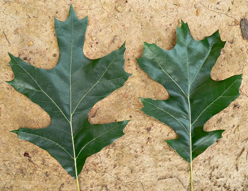 image of Quercus velutina, Black Oak