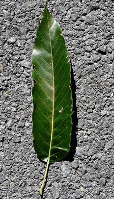 image of Quercus acutissima, Sawtooth Oak