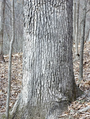 image of Quercus alba, White Oak