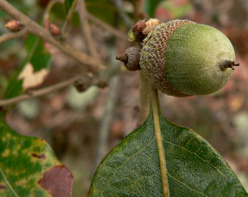 image of Quercus boyntonii, Boynton Oak, Boynton Sand Post Oak