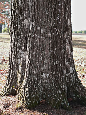 image of Quercus imbricaria, Shingle Oak