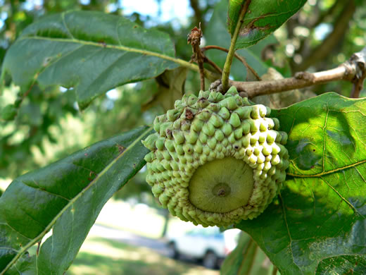 image of Quercus lyrata, Overcup Oak