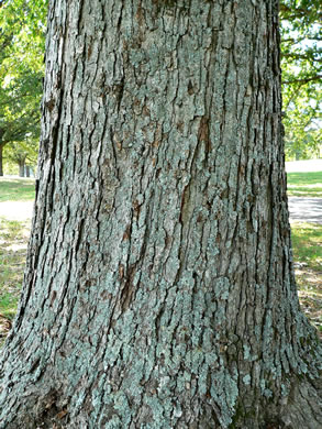 image of Quercus lyrata, Overcup Oak