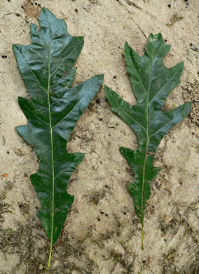 image of Quercus lyrata, Overcup Oak