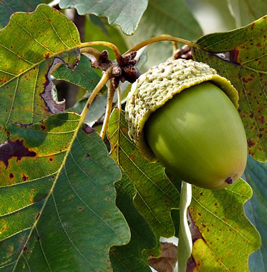 image of Quercus montana, Rock Chestnut Oak, Mountain Oak, Tanbark Oak