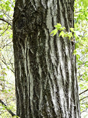 image of Quercus rubra +, Northern Red Oak, Red Oak