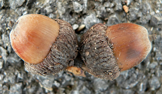 image of Quercus stellata, Post Oak