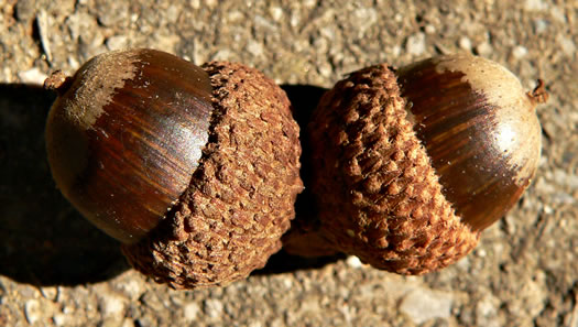 image of Quercus stellata, Post Oak