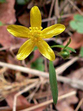 image of Ranunculus fascicularis, Early Buttercup, Thick-root Butterdup