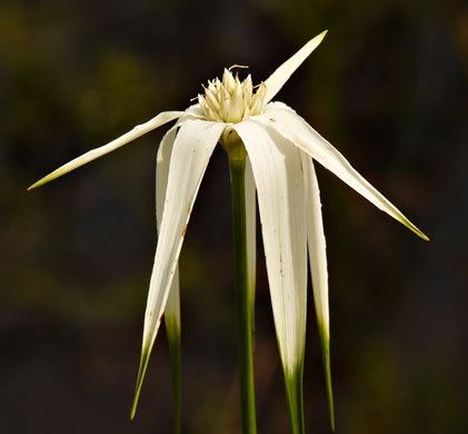 image of Rhynchospora latifolia, Broadleaf Whitetop Sedge, Giant Whitetop Sedge, White-bracted Sedge