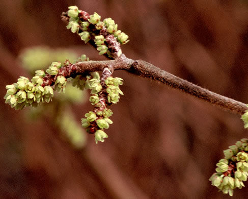 Rhus aromatica var. aromatica, Fragrant Sumac, Squawbush