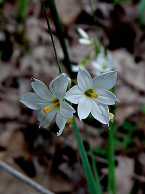 image of Sisyrinchium albidum, Pale Blue-eyed-grass, White Blue-eyed-grass