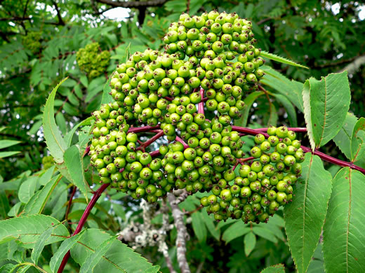 image of Sorbus americana, American Mountain-ash, American Rowan