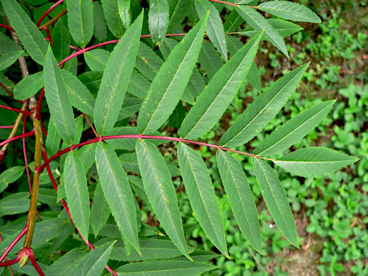 image of Sorbus americana, American Mountain-ash, American Rowan