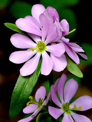 image of Sabatia capitata, Cumberland Rose-gentian, Appalachian Rose-gentian