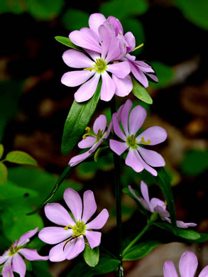 image of Sabatia capitata, Cumberland Rose-gentian, Appalachian Rose-gentian