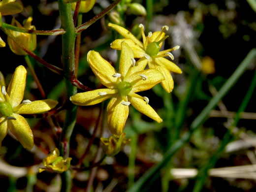 image of Schoenolirion croceum, Yellow Sunnybell