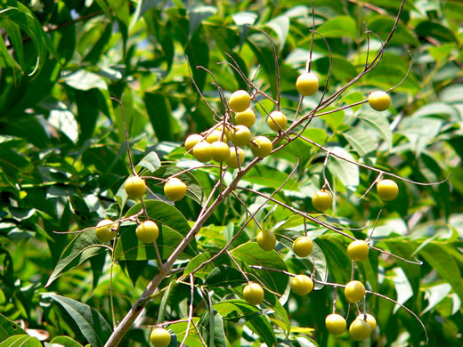 image of Sapindus saponaria var. drummondii, Western Soapberry