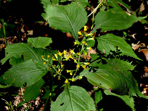 image of Solidago flexicaulis, Zigzag Goldenrod, Broadleaf Goldenrod